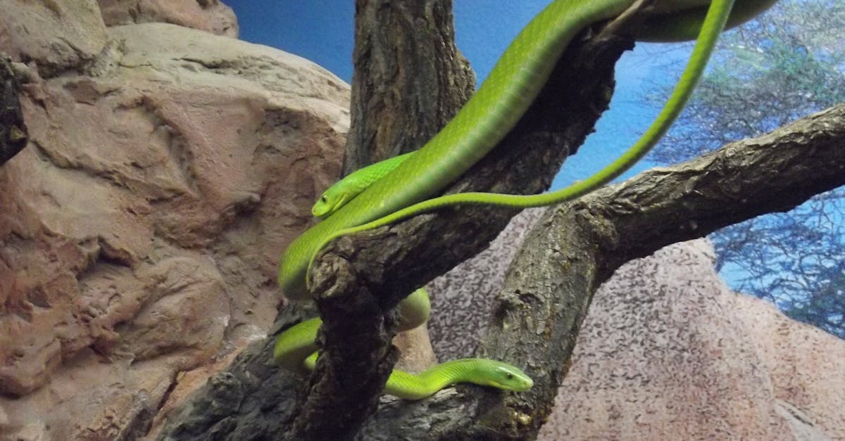 Free stock photo of green, snakes