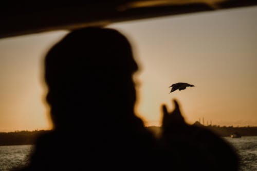Silhouette of a Person and a Bird 