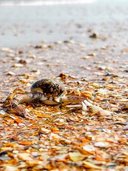 A close-up shot of a crab on a colorful sandy beach, perfect for summer themes.