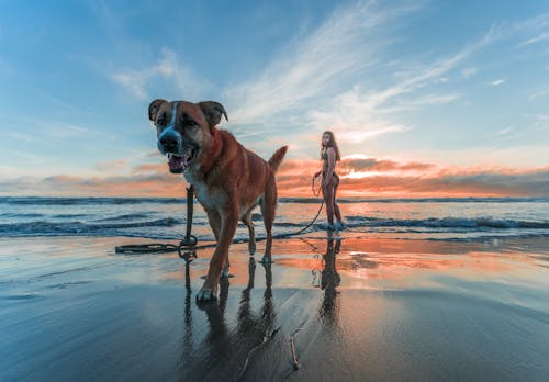 무료 일몰 동안 성인 갈색과 흰색 복서 강아지와 함께 해변 해안을 걷고 비키니를 입고 여자 스톡 사진