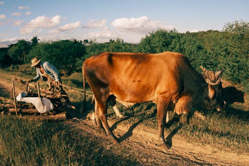 Základová fotografie zdarma na téma býk, farma, hospodářská zvířata