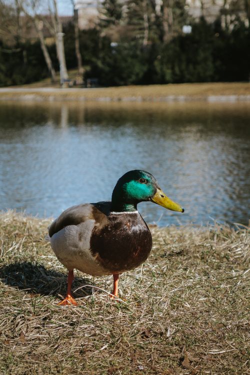 Free Detailed image of a mallard duck standing by a pond. Stock Photo