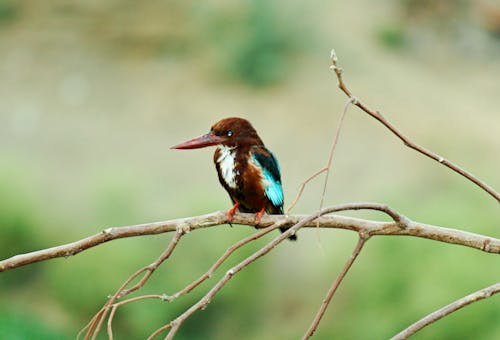 Free stock photo of kingfisher, picoftheday Stock Photo
