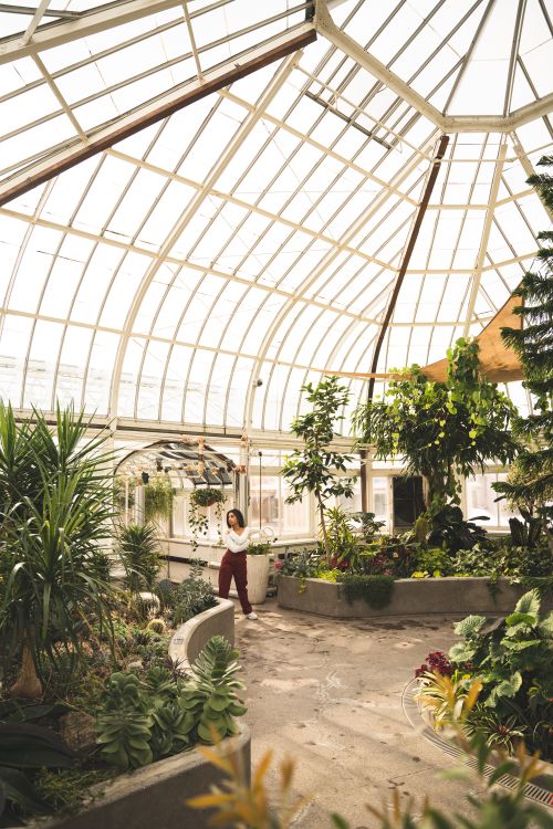 Free A woman admires vibrant plants in a sunny, spacious greenhouse conservatory. Stock Photo