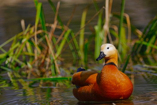 A beautiful close-up of a Ruddy Shelduck in a serene pond setting with lush greenery.
