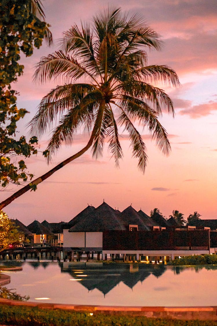 Palm Tree Near Body Of Water During Sunset