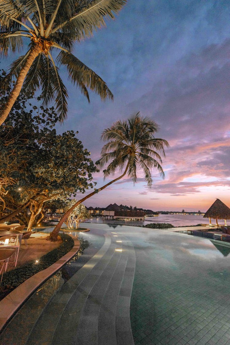 Palm Trees Near Body Of Water During Sunset