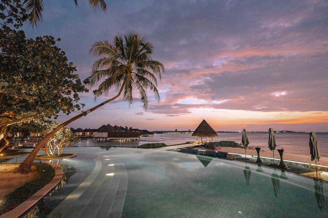 Palm Trees Near Body of Water during Sunset