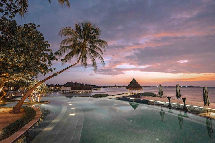 Palm Trees Near Body Of Water During Sunset