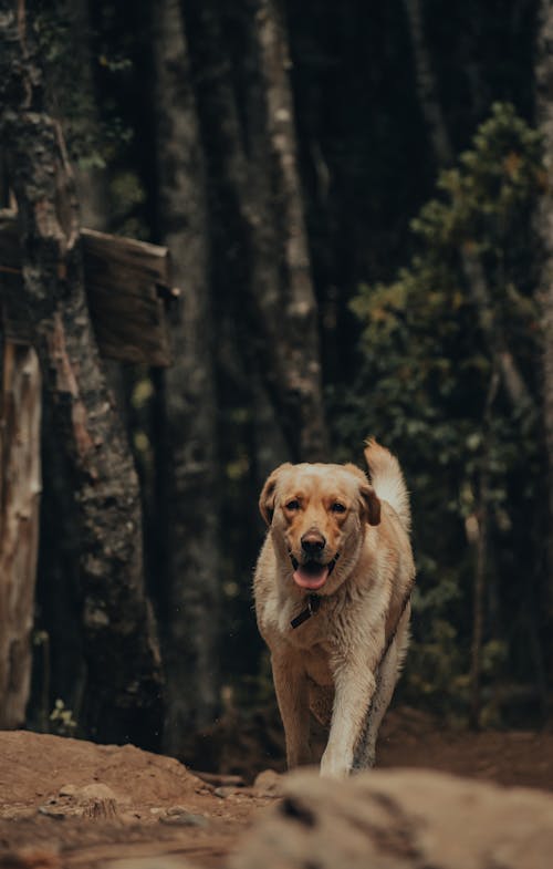 Close-Up Shot of a Labrador on a Forest