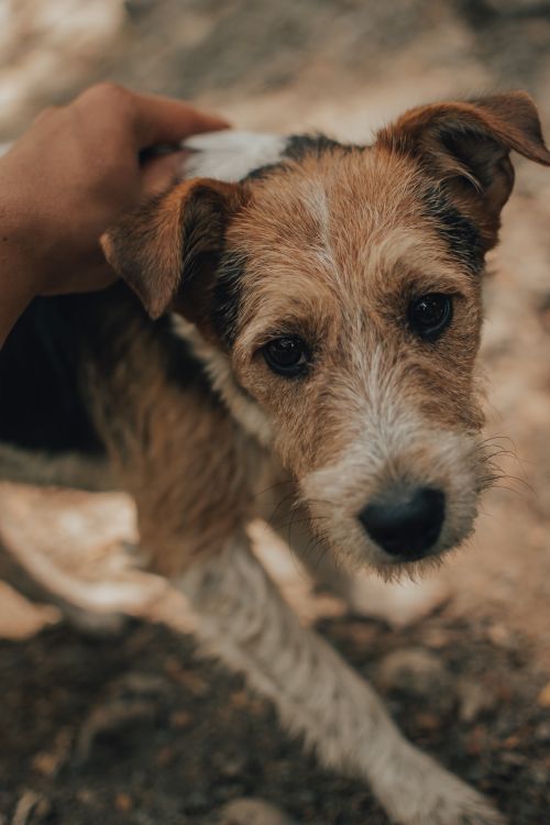Free Close-up shot of a Jack Russell Terrier being petted outdoors, showcasing its expressive eyes. Stock Photo