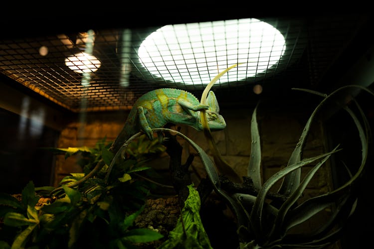 Chameleon In Aquarium