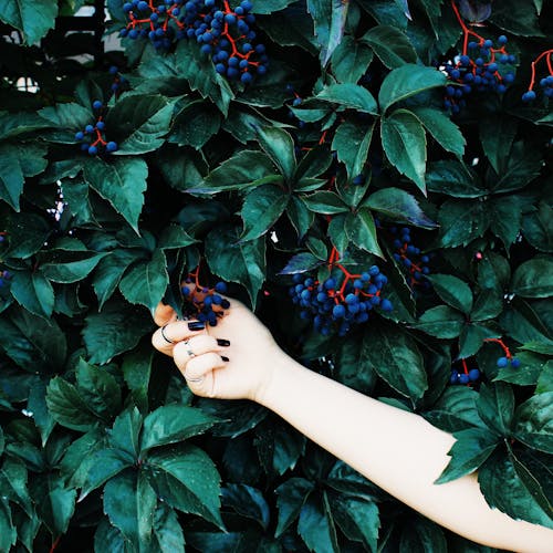 Free Person Holding Blue and Red Flowers Stock Photo