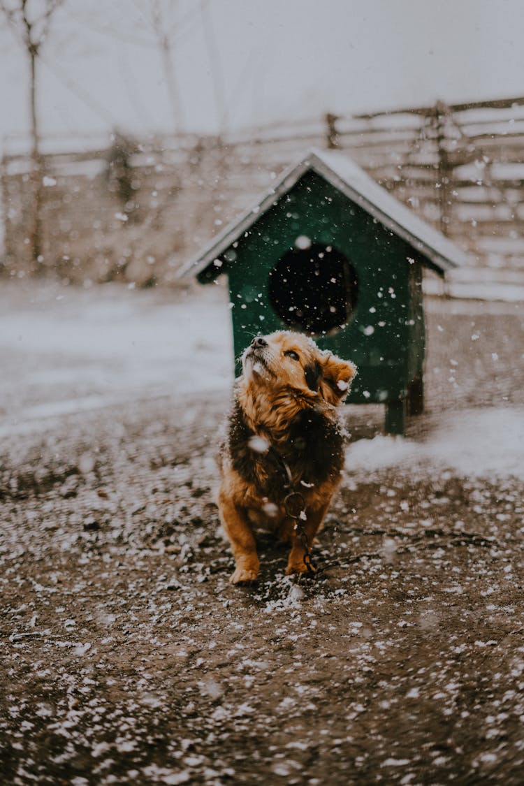 Dog In Winter Near Its Kennel 