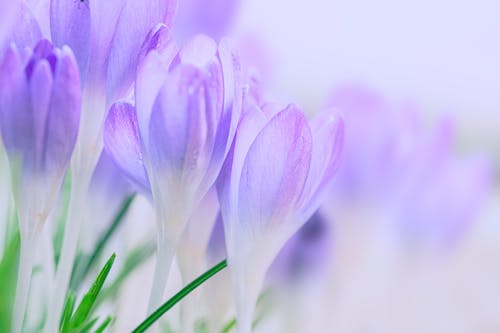 Free 
A Close-Up Shot of Purple Crocus Flowers Stock Photo