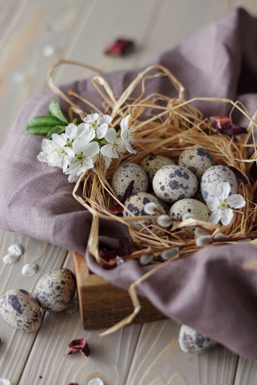 Free A rustic nest of speckled quail eggs with white blossoms, symbolizing spring. Stock Photo