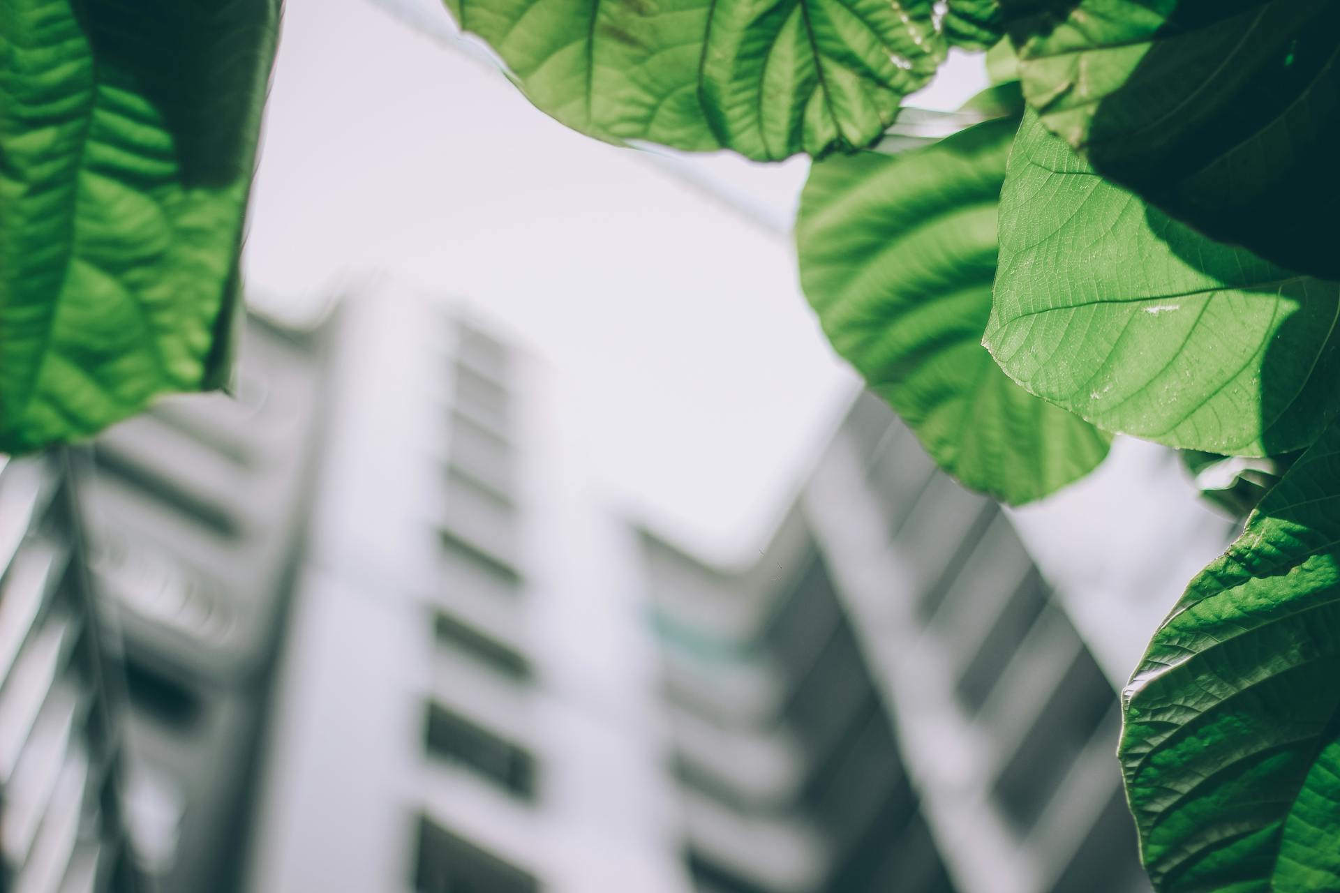 Vibrant green leaves contrast against a blurred modern high-rise building, depicting urban nature.