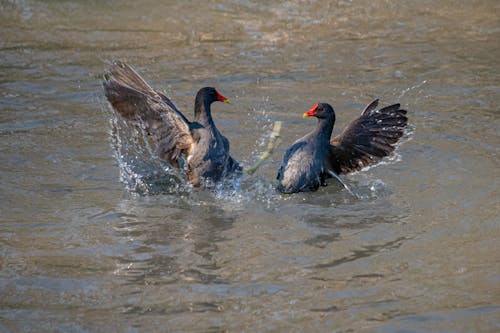 Kostenloses Stock Foto zu federn, gemeiner teichhuhn, hühnervögel