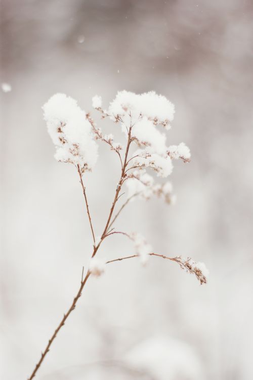 Free A single dried plant covered with snow, set against a blurred snowy background. Stock Photo