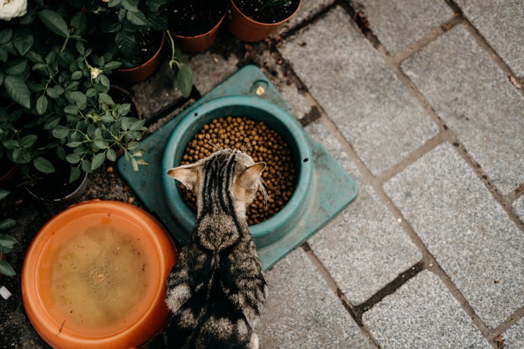 Photo Of A Cat Eating