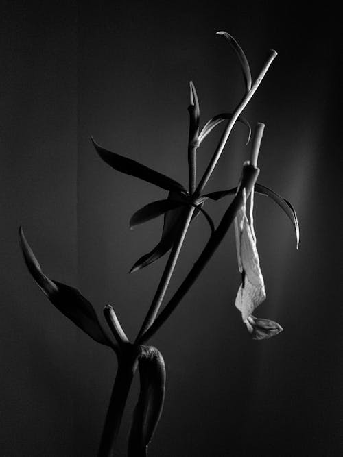 Grayscale Photo of a Flower ]