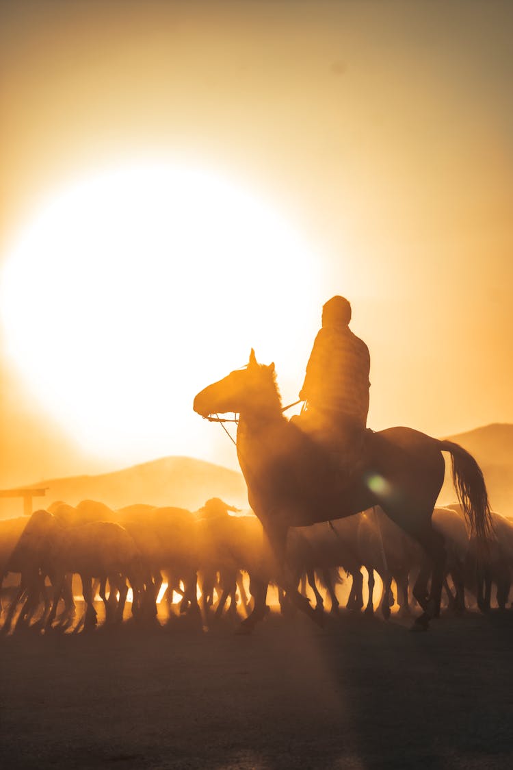 Back Lit Man On Horse