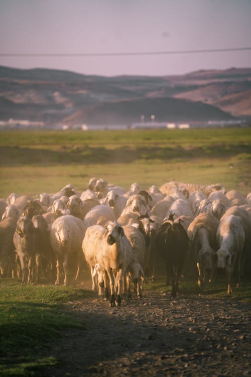 Flock of Sheep on a Pasture 