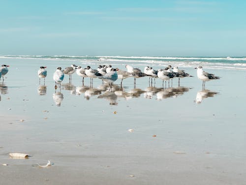 Бесплатное стоковое фото с берег, морские птицы, пляж