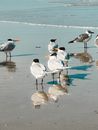 Royal Terns Standing on the Shore