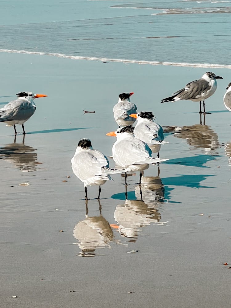 Royal Terns Standing On The Shore