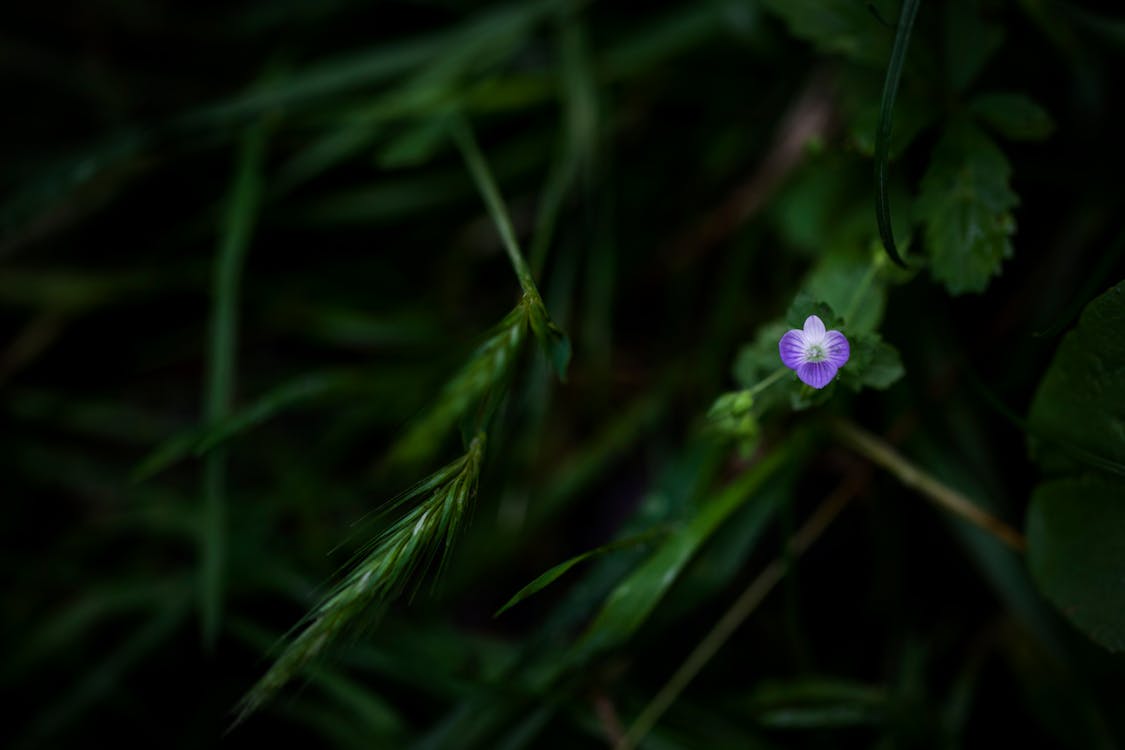 Plant with Purple Flower