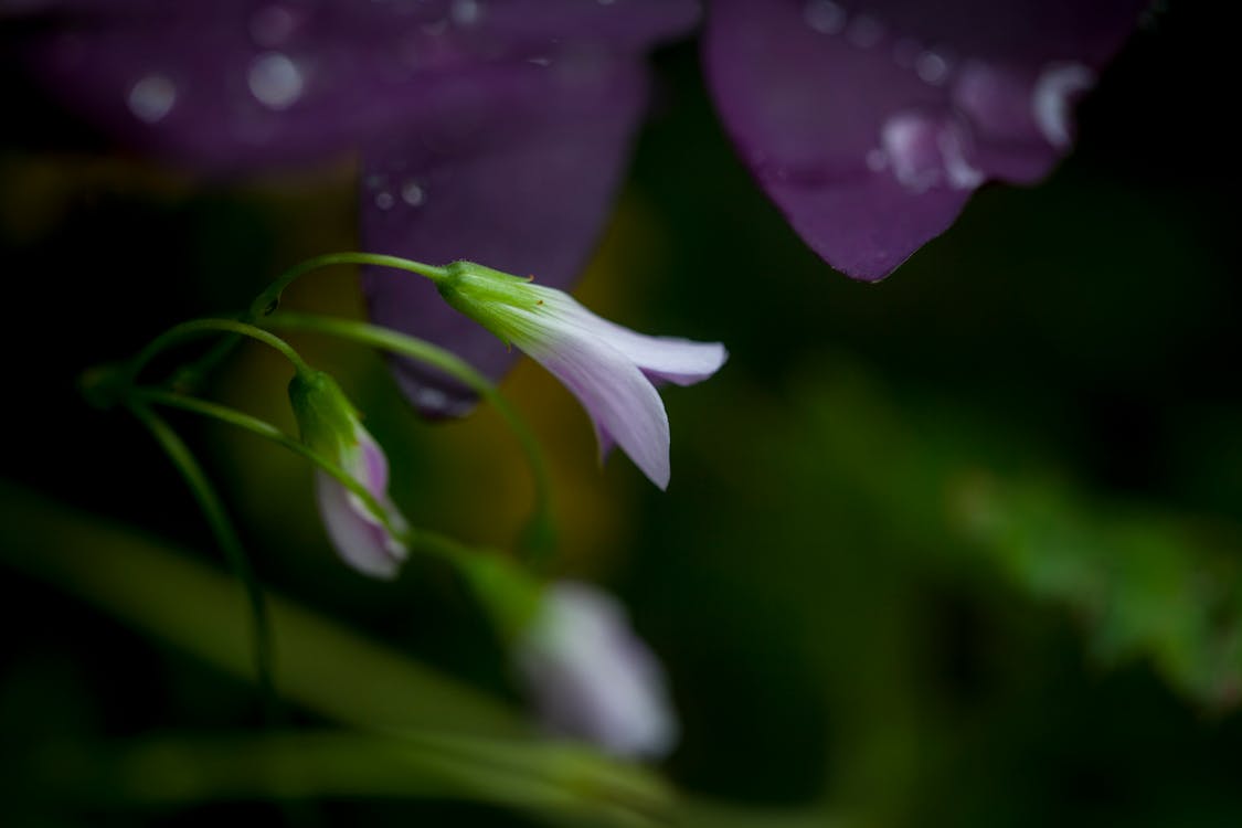 Gratis stockfoto met blad, bloem, bloemblaadje