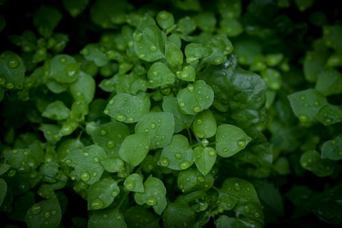 Wet Green Leaves in Close Up Photography