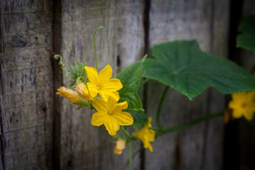 bahar, bitki, çiçek içeren Ücretsiz stok fotoğraf