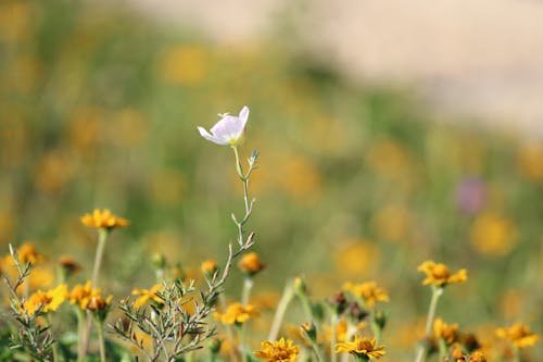 Foto profissional grátis de fechar-se, flor, flora