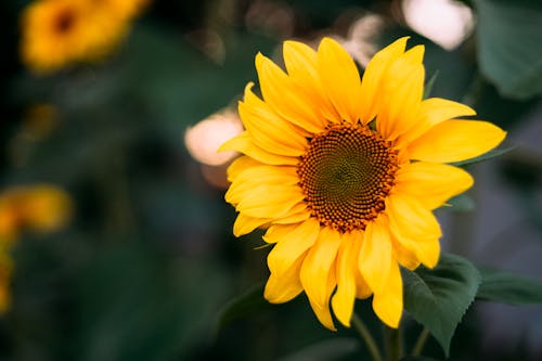 Fotos de stock gratuitas de amarillo, cabeza de flor, de cerca