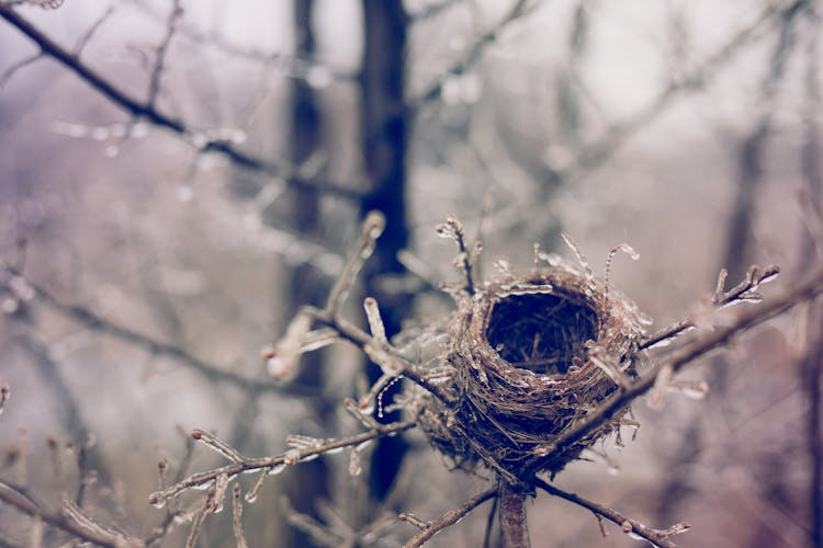 Frozen Empty Nest