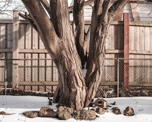 Photos gratuites de arbre, clairière, froid