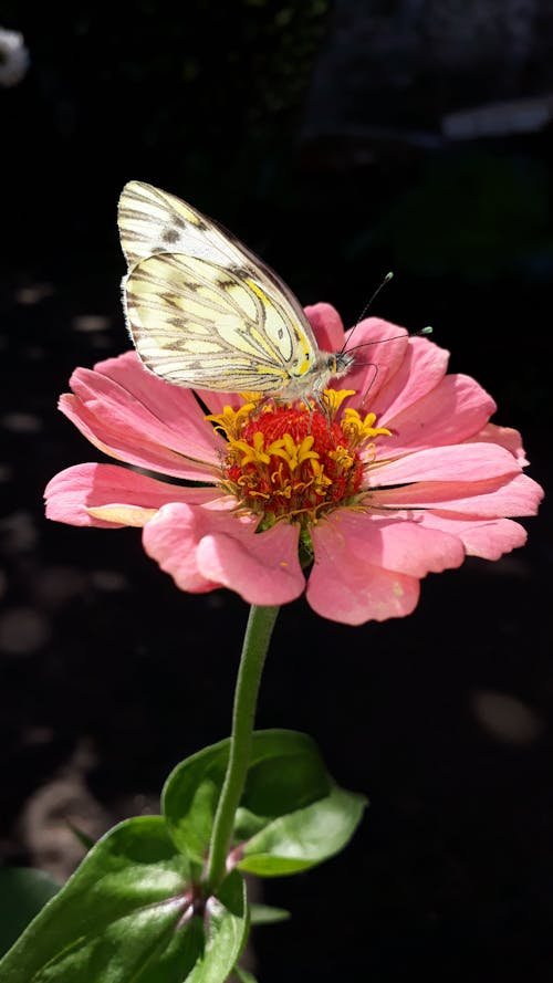 
A Butterfly on a Flower