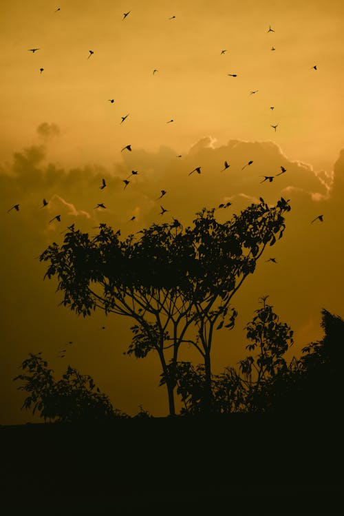 Silhouette of Birds and Trees During Sunset 