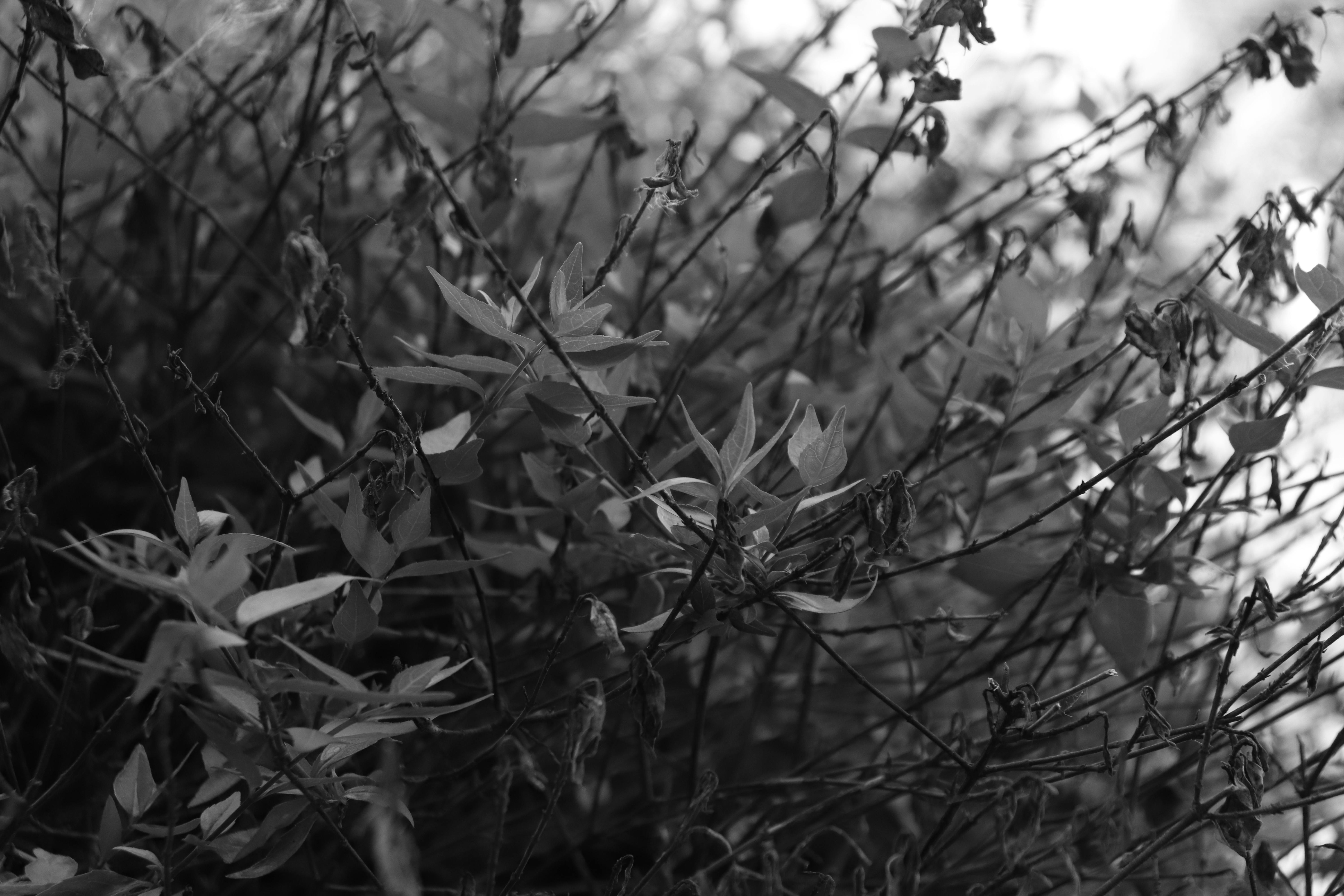 Free stock photo of b&w, black and white, plants