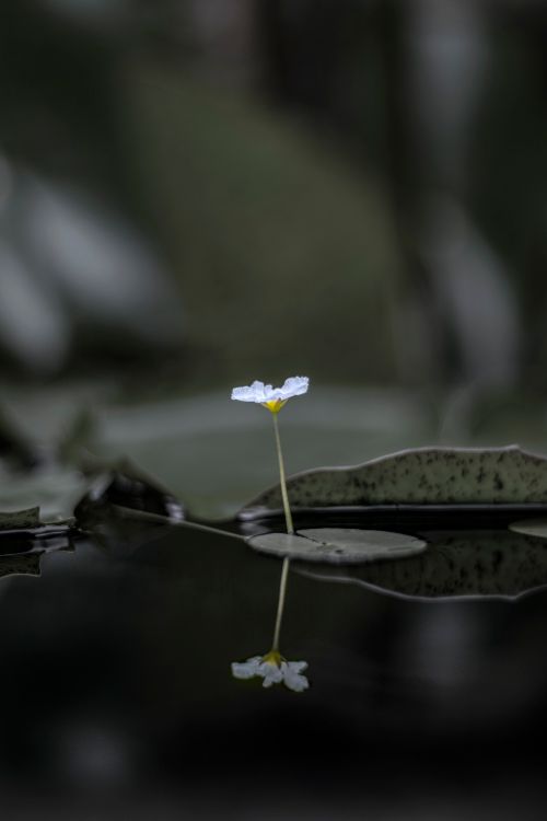 Free A white water lily delicately reflecting in a serene pond, capturing nature's tranquility. Stock Photo