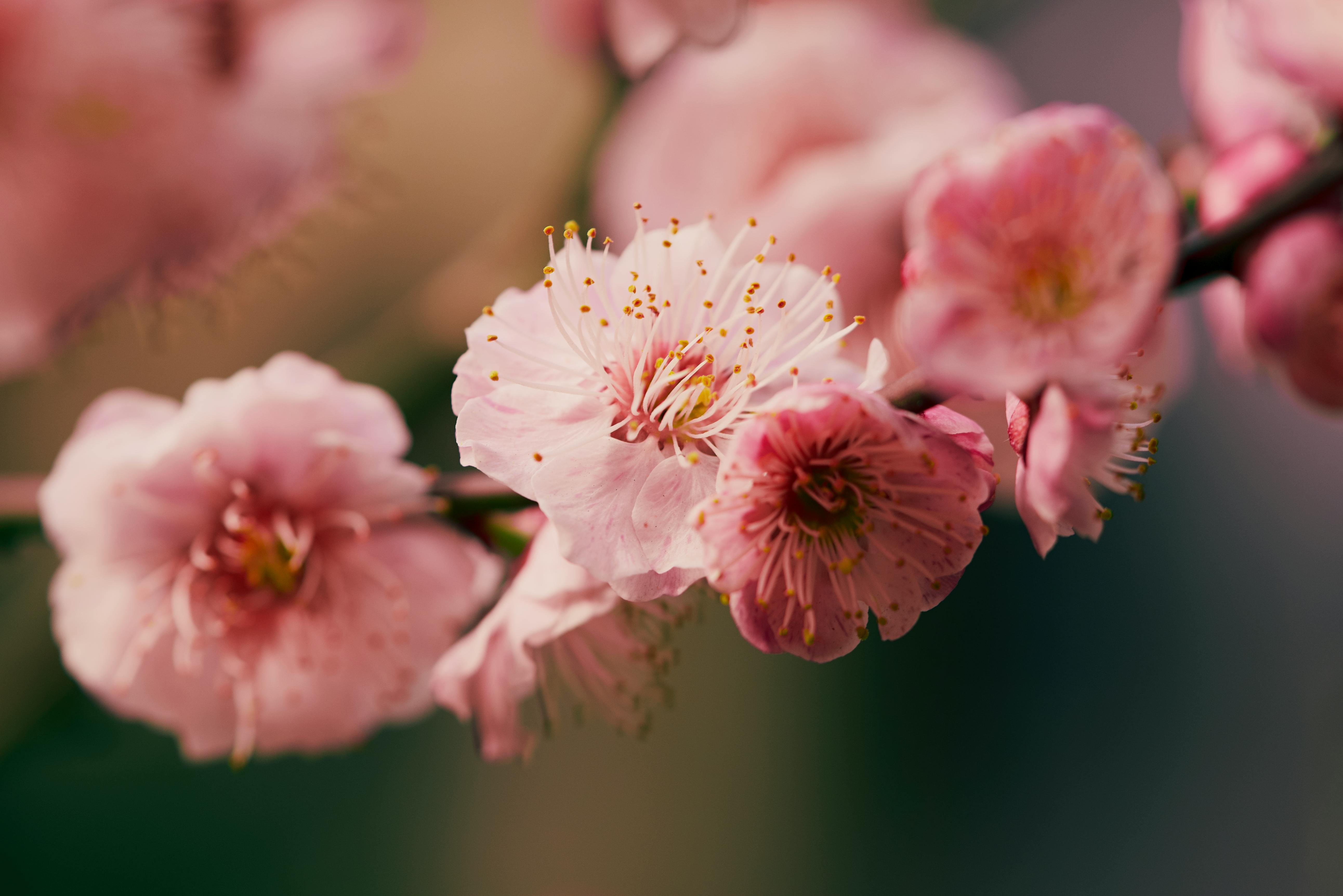桃 桜 梅 違い 品種ごとの違いは？