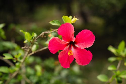 Beautiful Red Hibiscus Flower in Tilt Shift Lens