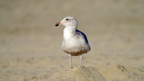 Free A glaucous-winged gull perched on a sandy beach, ideal for nature photography. Stock Photo