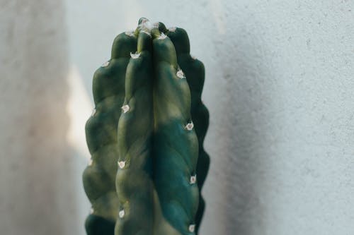 A Green Cactus Plant in Macro Shot Photography