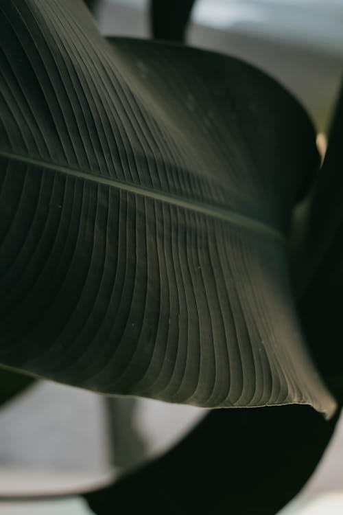 무료 수직 쐈어, 식물, 이파리의 무료 스톡 사진