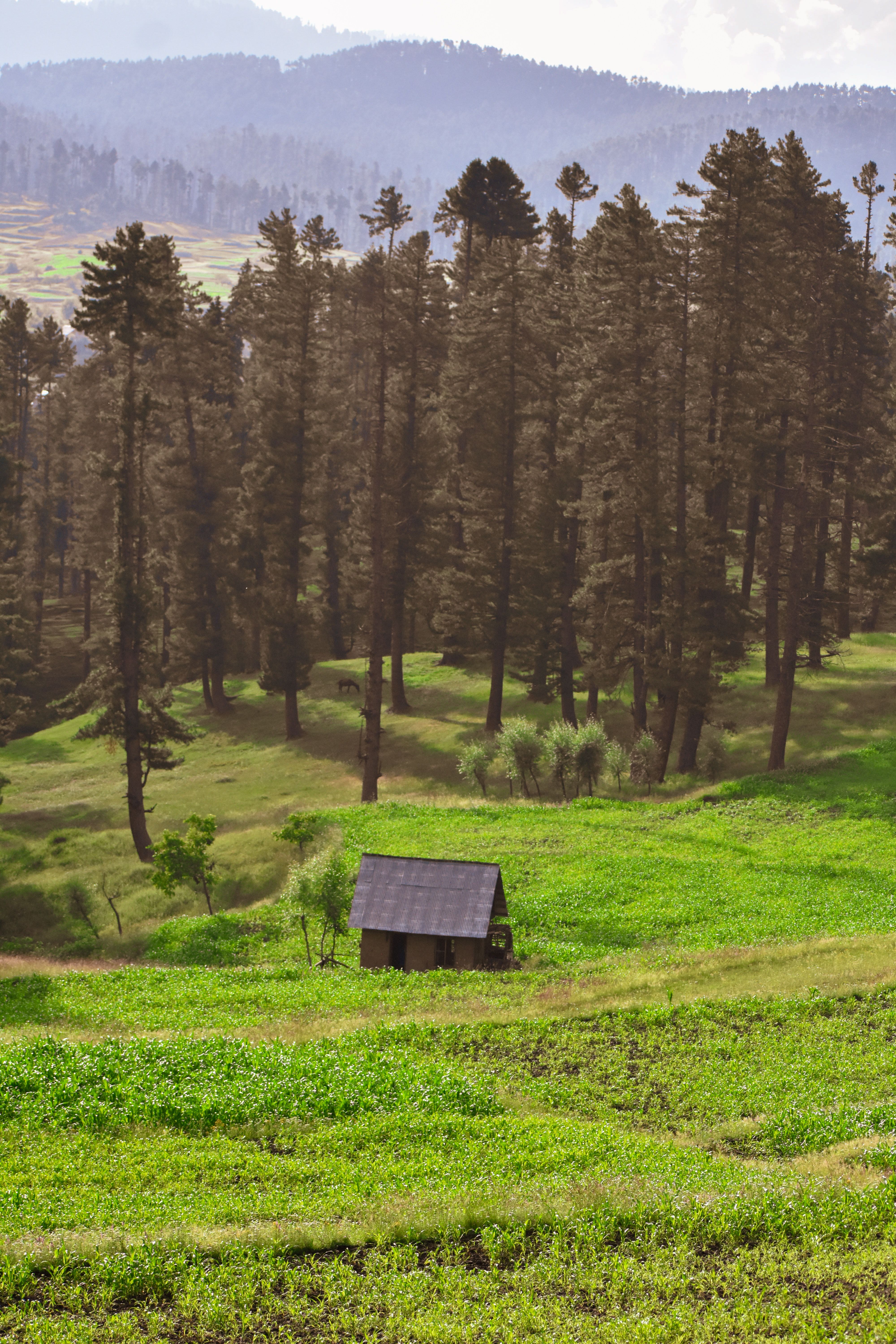 A Wooden House in the Middle of the Green Field Near tall Trees · Free ...