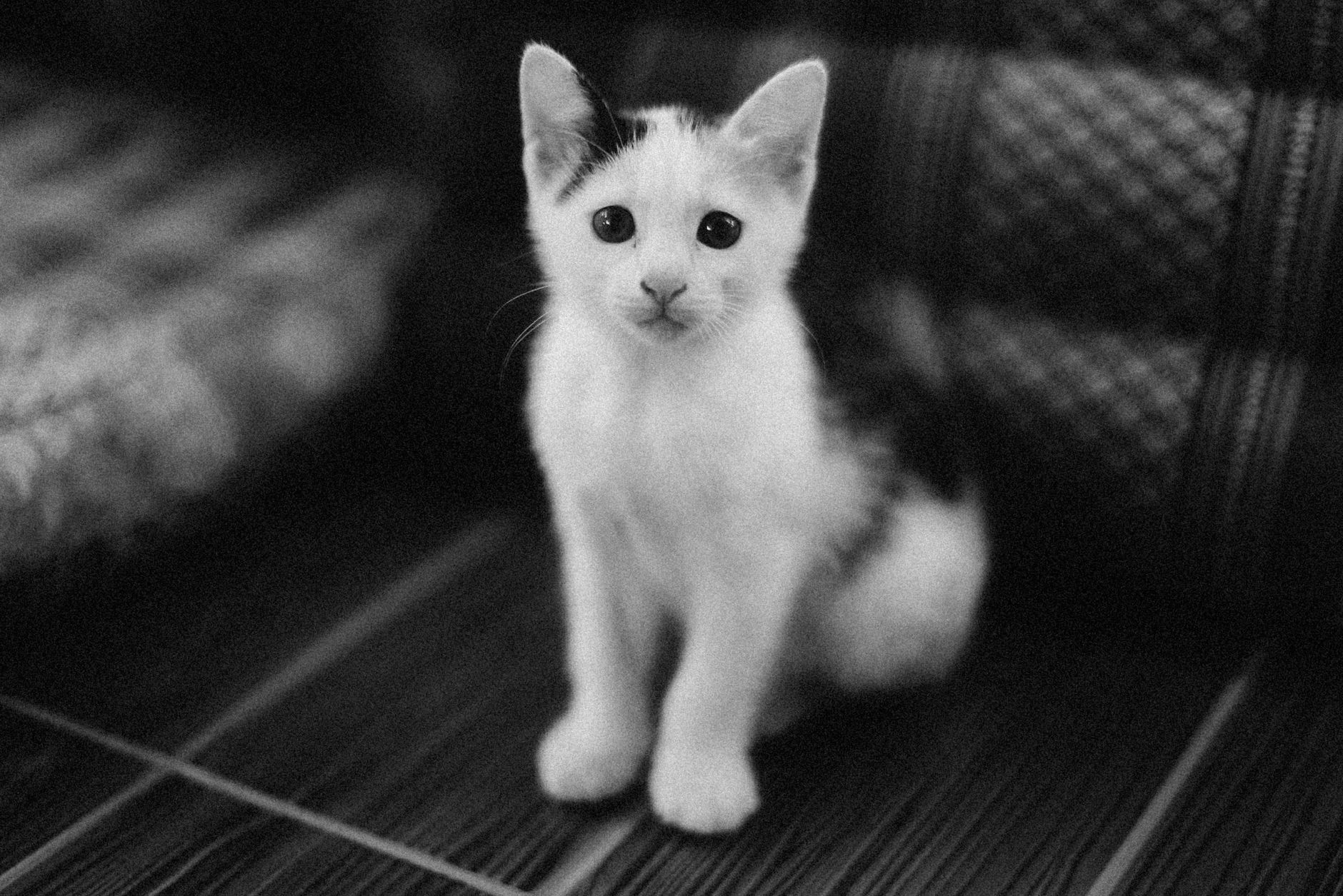 Healthcare and wellness consultation for a cat