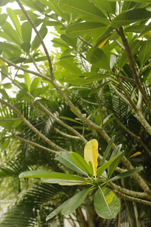 Free Close-up view of vibrant tropical foliage with green leaves in a low angle perspective. Stock Photo